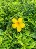 Allamanda Cathartica