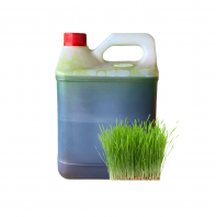WHEATGRASS 5KG СÂó²Ý WHEATGRASS 5KG СÂó²Ý