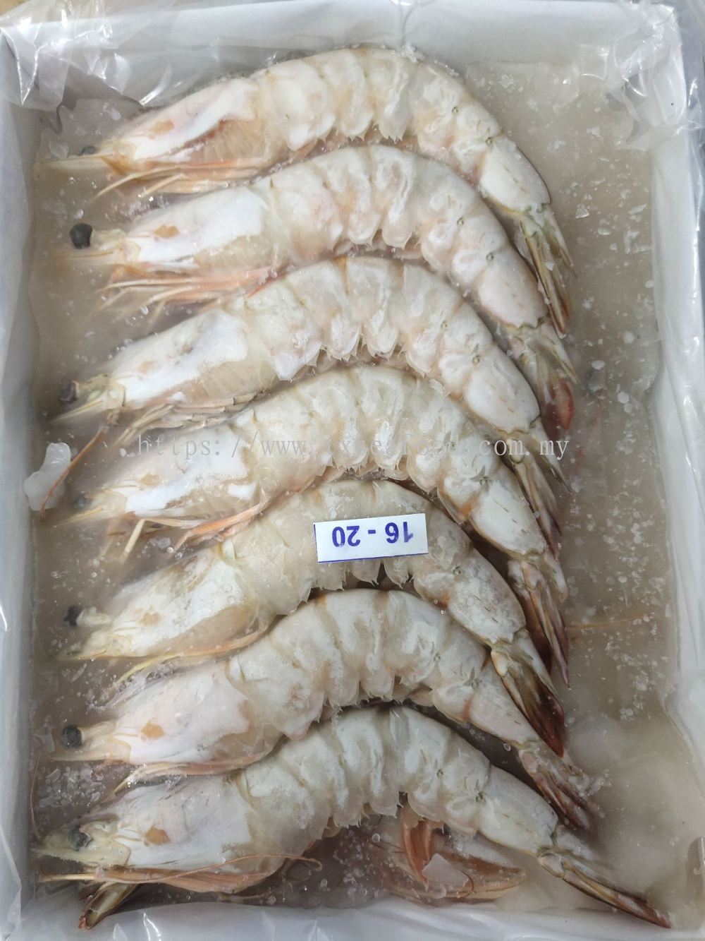 Selangor Frozen Prawn From Tx Seafood Enterprise